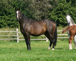 broodmare Ovirca xx (Thoroughbred, 2001, from Lavirco xx)