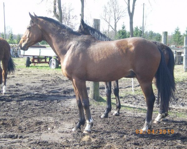 dressage horse Rubinjo (Oldenburg, 2008, from Rubin Cortes OLD)
