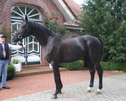 dressage horse Red Painter (Oldenburg, 2004, from Ruiz Soler)