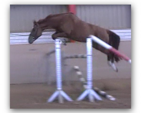 horse Aurelia (Oldenburg show jumper, 2007, from Aurelio)