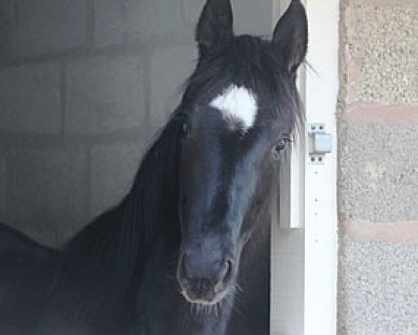 dressage horse Mia (Oldenburg, 2010, from Sir Donnerhall I)