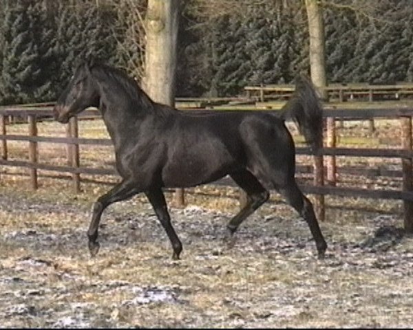 stallion Lavirco xx (Thoroughbred, 1993, from Königsstuhl xx)