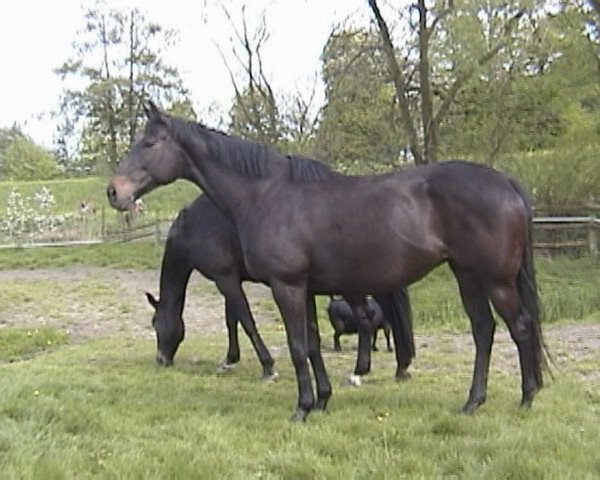 broodmare Love me tender xx (Thoroughbred, 1992, from Double Bed xx)
