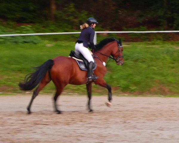 Reitturnier Lgl.-Oberhain, B95 2022