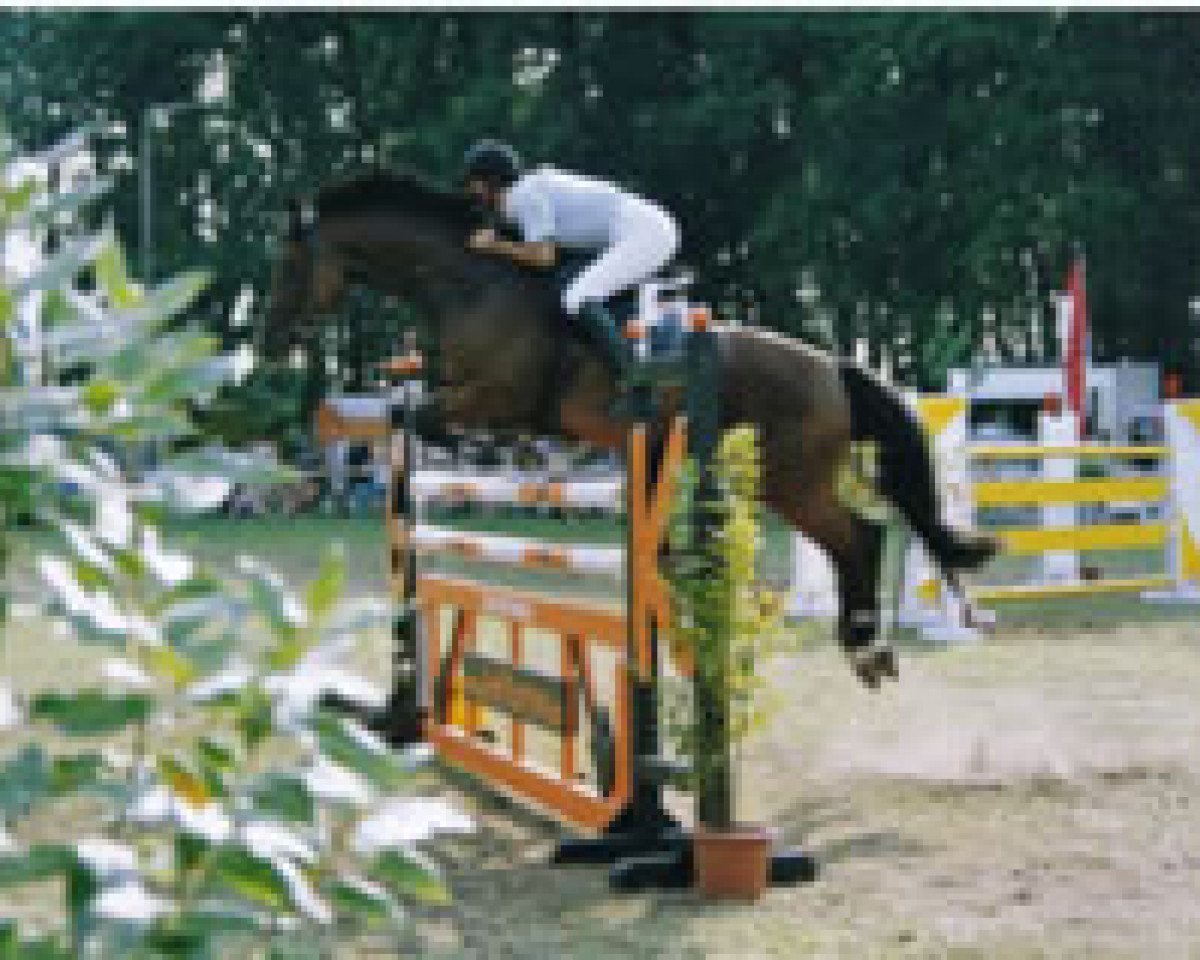 broodmare Lori La Bamba (German Warmblood, 1991, from Loredo)
