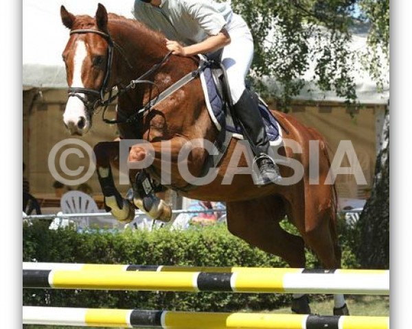 horse Granny 72 (Oldenburg show jumper, 2004, from Granny Smith 15)