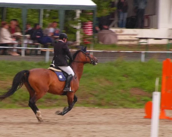 Reitturnier Lgl.-Oberhain, B95 2022
