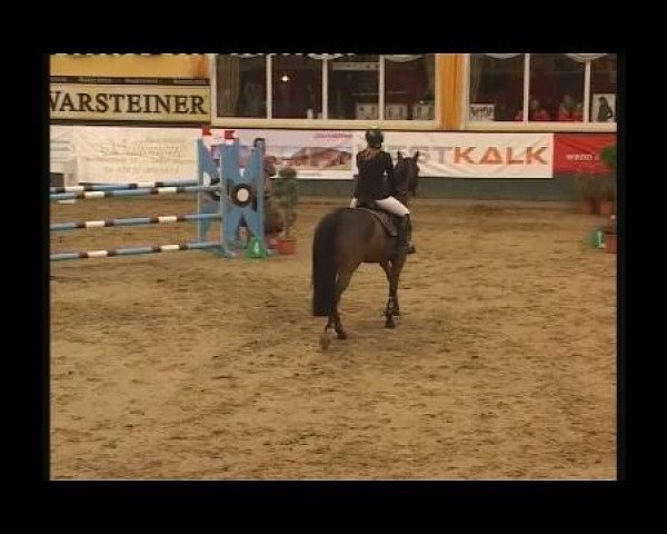 jumper Amanda 247 (Westphalian, 2004, from Amantus)