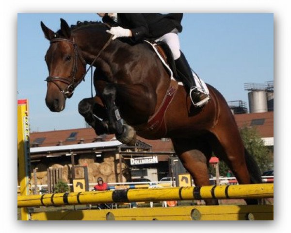 jumper Acadia 13 (Oldenburg show jumper, 2005, from Acadius)