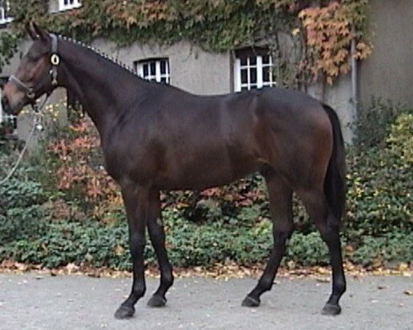 Deckhengst Lovely Crusador (Deutsches Sportpferd, 2005, von Lauries Crusador xx)