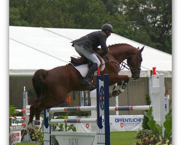 jumper Carlos G (Oldenburg show jumper, 2006, from Celentano)