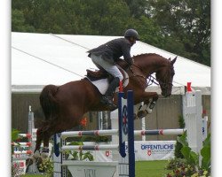 jumper Carlos G (Oldenburg show jumper, 2006, from Celentano)