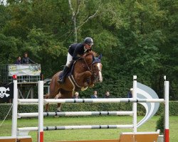 jumper Sportsback (Oldenburg show jumper, 2012, from Spoons)