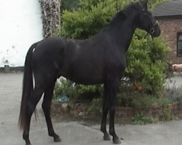 stallion Sir Rubinstein (Oldenburg, 2007, from Sir Donnerhall I)