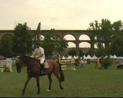 jumper Millenium de Roy (Selle Français, 2000, from Quidam de Revel)