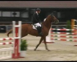 jumper Riamo' s First F (Westphalian, 2005, from Riamo)