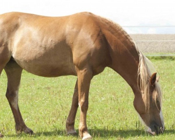 broodmare Miss Cheyenne Savannah (Quarter Pony, 1998, from Timo)