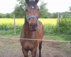 horse Dories (Bavarian, 2002, from Leardo)