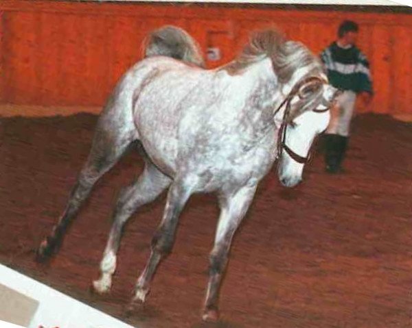 stallion Siglavy Bagdady Mefisztó (Shagya Arabian, 1997, from Siglavy Bagdady VIII)