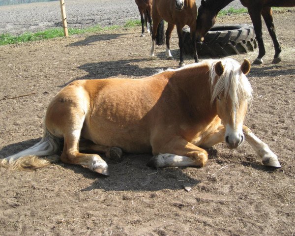 Springpferd Amrei S (Haflinger, 2008, von Ninjo)