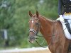 dressage horse Ropeter (Hanoverian, 2001, from Rosentau)