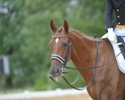 dressage horse Ropeter (Hanoverian, 2001, from Rosentau)