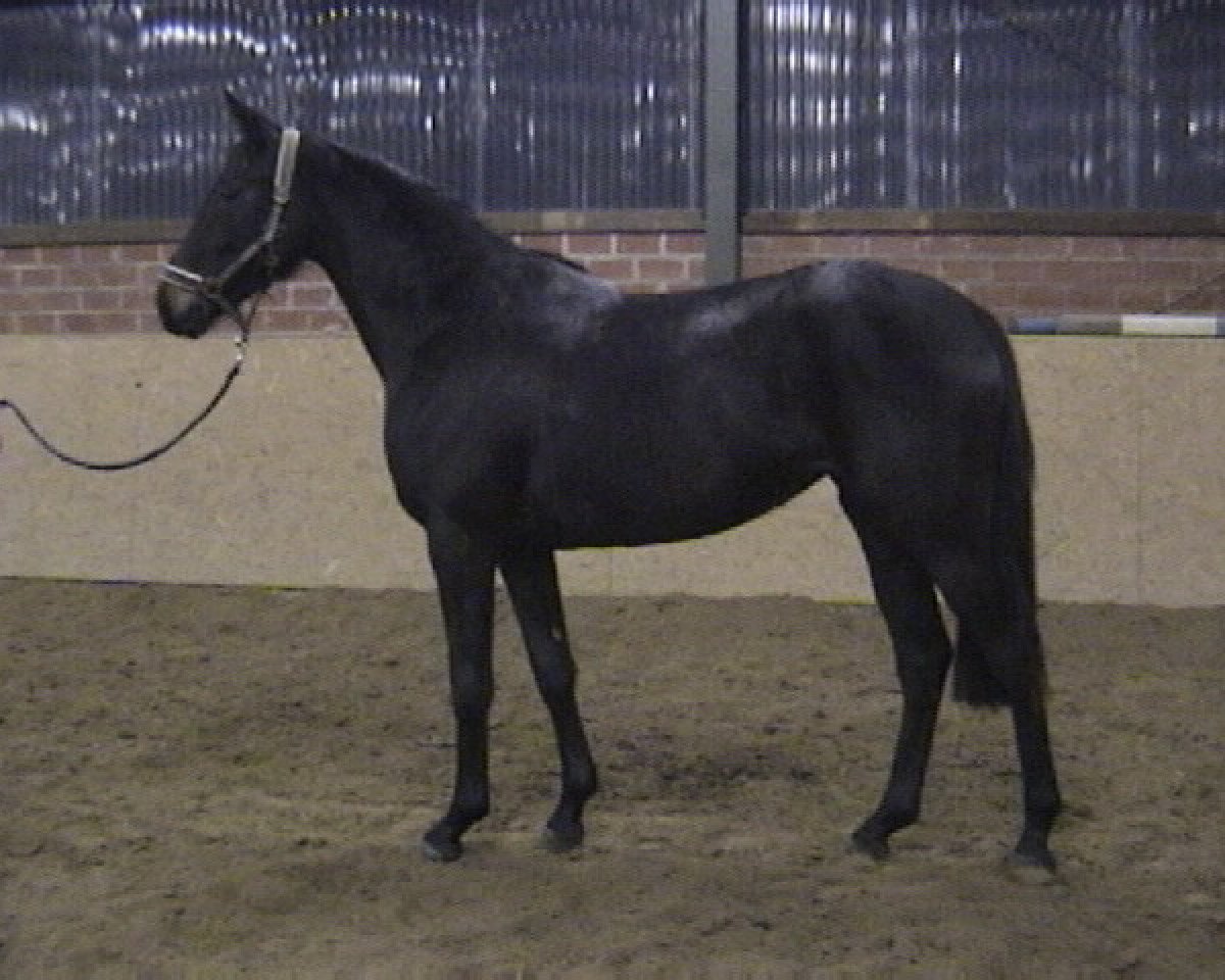 Zuchtstute Carabine (Oldenburger, 1999, von Rubinstein I)