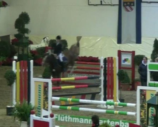 jumper Hector 39 (Belgian Riding Pony, 2003, from Emmickhoven's Diego)