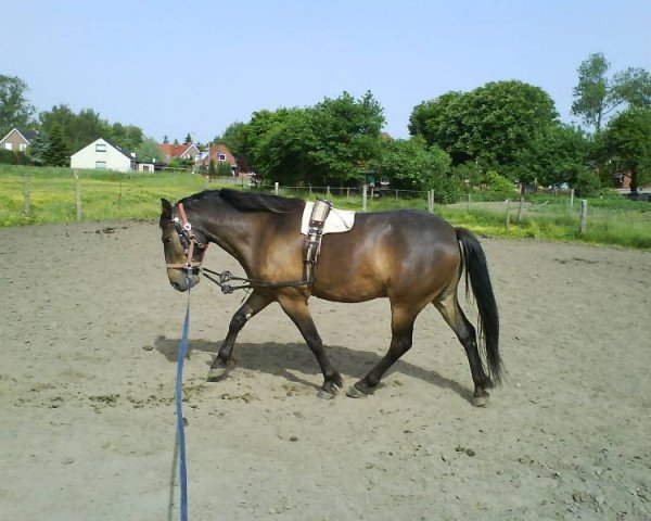 Pferd Luke (Edles Warmblut, 2004, von Appaloosa)