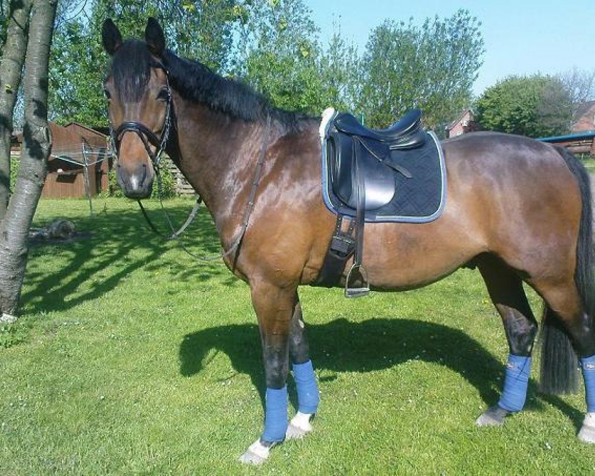 horse Leo (Brandenburg, 1997, from Lucky Champ)