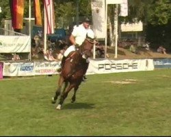 jumper Conteromyo (Oldenburg show jumper, 2004, from Conteros)