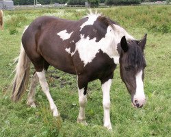 broodmare Fly (Pinto / Small Riding Horse, 2004)