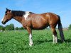 broodmare Speedy (Pinto / Small Riding Horse, 2009)