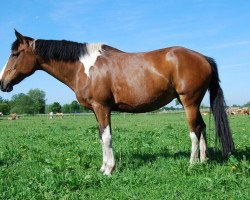 broodmare Speedy (Pinto / Small Riding Horse, 2009)