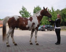 jumper Ramiro (Pinto / Hunter, 1991, from Repainted King)