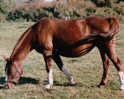 Zuchtstute Tina (Hannoveraner, 1978, von Traunstein)