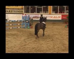 Springpferd Amanda 247 (Westfale, 2004, von Amantus)