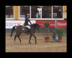 jumper Michel Angelo 6 (German Warmblood, 2005, from Unbekannt)