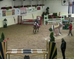 jumper Peppermint 56 (German Riding Pony, 1997, from Polydor)
