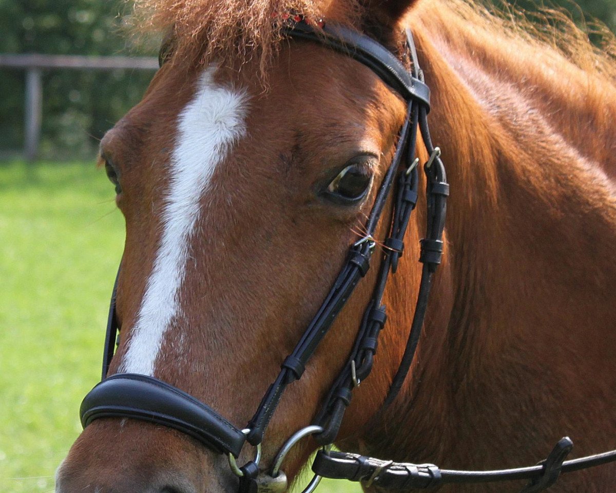 broodmare Miss Harley (German Riding Pony, 1994, from Huskin)