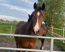 broodmare Lambada (Holsteiner, 2008, from Lancer II)