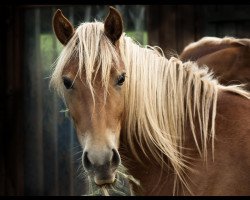 horse Alishas Sweet Shiloh (Hispano-Araber, 2009, from Enrico)