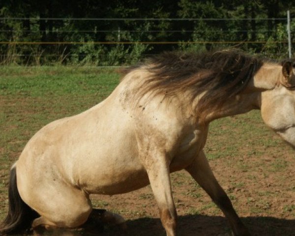 horse Miss Nayeli Soraya (Quarter Pony, 2008, from Navaho Spirit Summer)