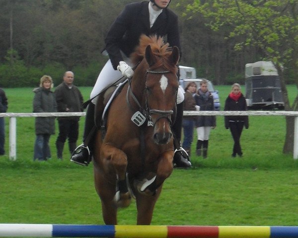 dressage horse Wilster H (Hanoverian, 2006, from Worldly I)
