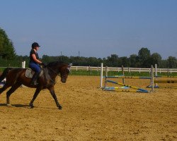 jumper Chelsea blue 2 (Hungarian Warmblood, 2003, from Charisma II)