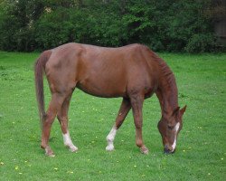 broodmare Granya (Hanoverian, 1981, from Grande)