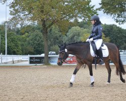 dressage horse Franzl (German Riding Pony, 2008, from Davidoff)