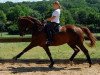 dressage horse Dr.Schiwago 7 (Hanoverian, 2000, from Donnerhall)