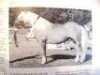 stallion Apikal (Haflinger, 1974, from Apoll)