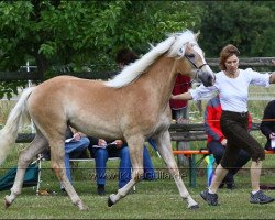 broodmare Novelle (Haflinger, 1993, from Winterstein)